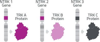 graph-ntrkRole.png